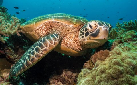 Filipiny z DiscoverAsia Bohol i Cebu (2).jpg